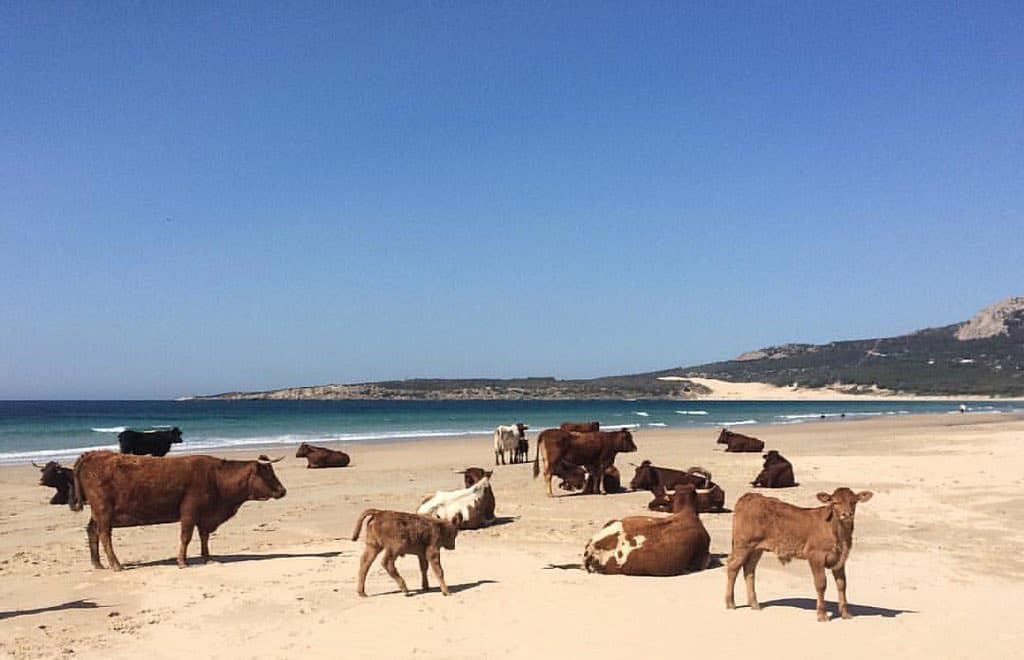 Cows relaxing on a beach