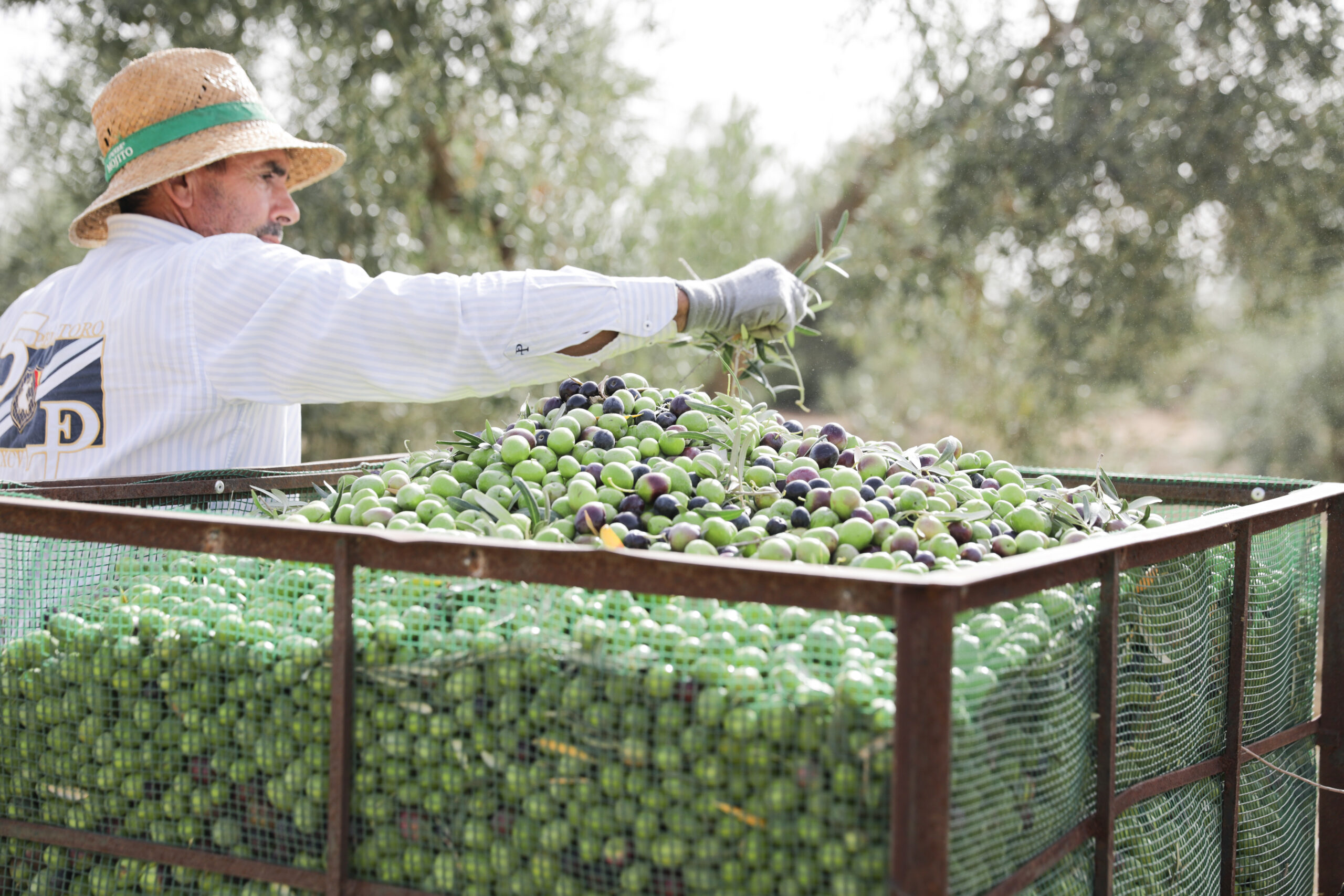 A man collecting Perello olives in a large basket outside