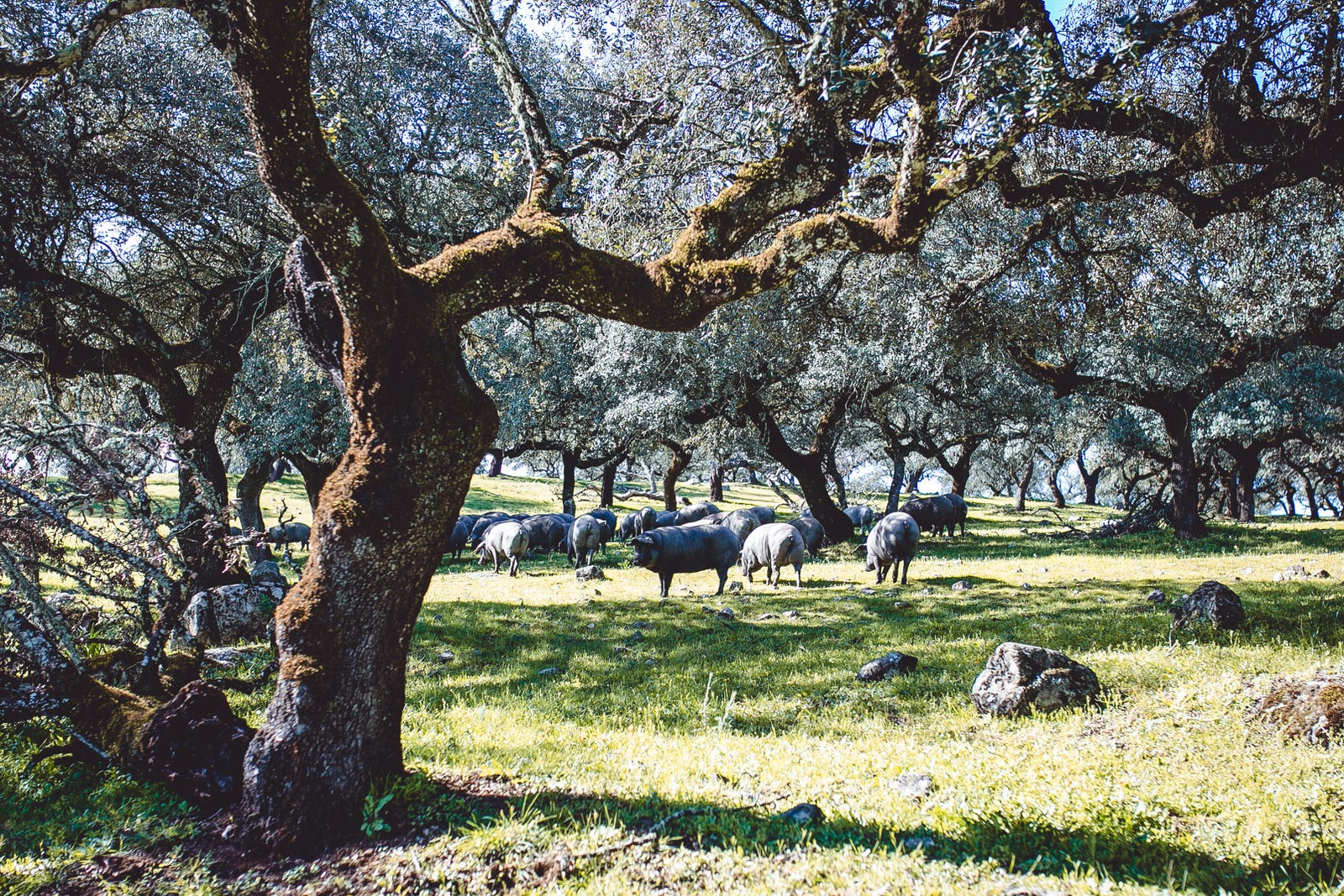 Large pigs in a green field under the shade of trees 